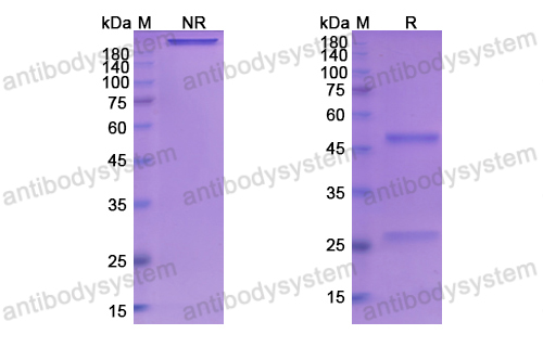 巴利昔單抗,Research Grade Basiliximab  (DHB95802)