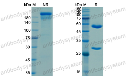 珀韋昔單抗,Research Grade Porgaviximab  (DVV03604)