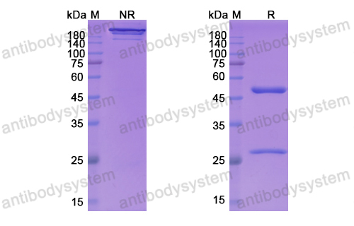 拉韋昔單抗,Research Grade Larcaviximab  (DVV03601)