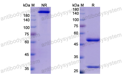 考韋昔單抗,Research Grade Cosfroviximab  (DVV03603)