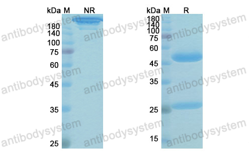 格迪伏单抗,Research Grade Gedivumab  (DVV03804)