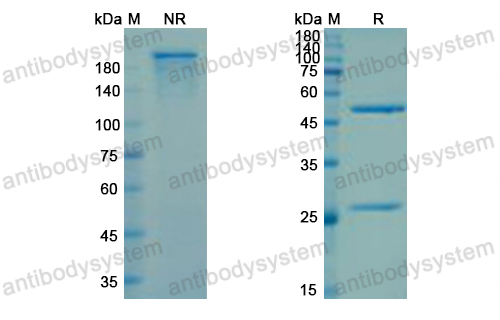 Research Grade Cudarolimab  (DHE43204)