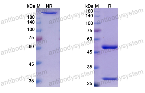 Research Grade Ezabenlimab  (DHH02220)