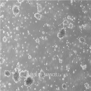 MT-4人T细胞白血病细胞