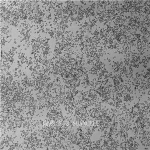 小鼠白血病克隆细胞系
