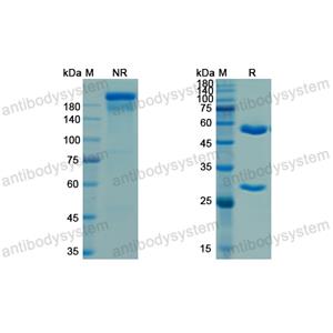 Research Grade Porgaviximab  (DVV03604)