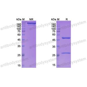 拉韋昔單抗,Research Grade Larcaviximab  (DVV03601)