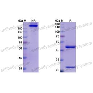 Research Grade Cosfroviximab  (DVV03603)