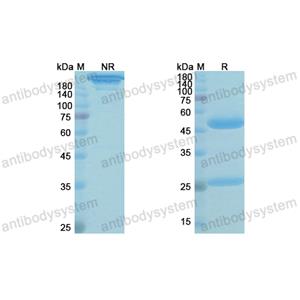 格迪伏单抗,Research Grade Gedivumab  (DVV03804)