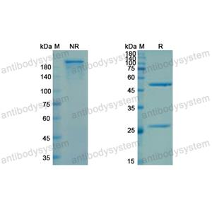 Research Grade Cudarolimab  (DHE43204)