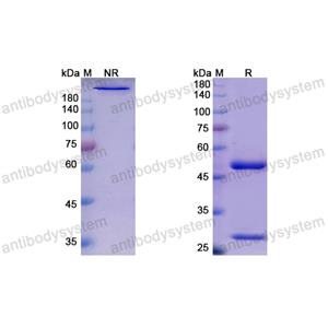 Research Grade Ezabenlimab  (DHH02220)