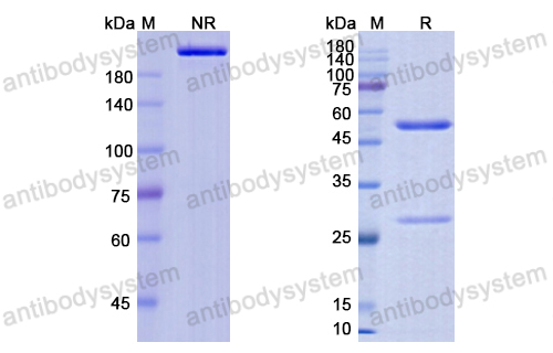 Research Grade Demupitamab  (DHB86909)