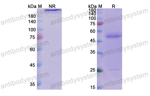 Research Grade Pelgifatamab  (DHG01306)