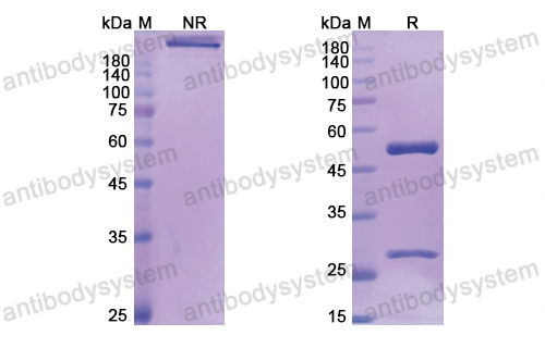 Research Grade Bapotulimab  (DHB96301)