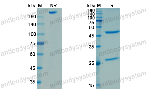 Research Grade Omodenbamab  (DXX05301)