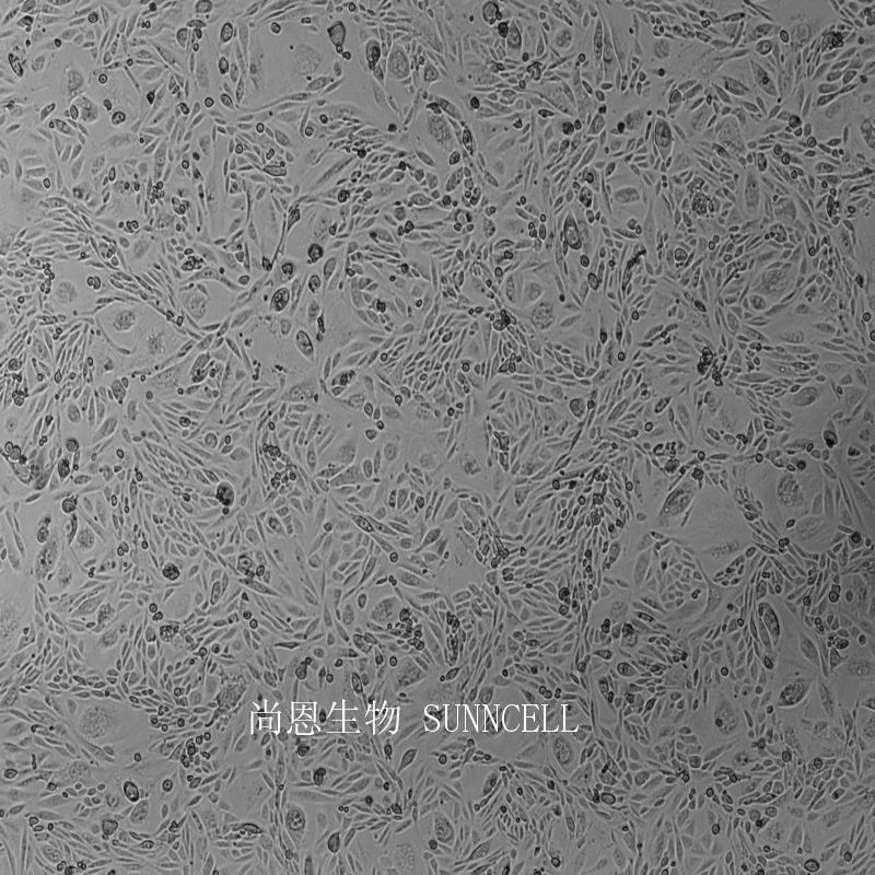 仓鼠卵巢细胞（二氢叶酸还原酶缺陷）,CHO/dhFr- [CHO-DXB11