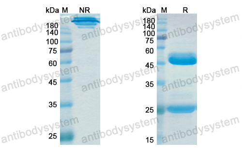 Research Grade Epitumomab  (DHD14206)