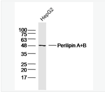 Perilipin A+B 脂滴包被蛋白A+B抗體,Perilipin A+B