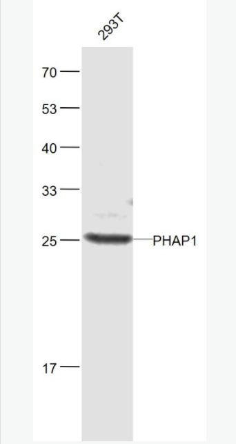 PHAP1 蛋白磷酸酶2A抑制劑1抗體,PHAP1