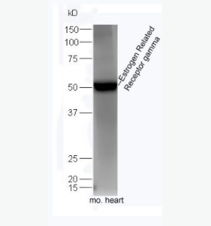 Estrogen Related Receptor gamma雌激素受体相关蛋白3抗体,Estrogen Related Receptor gamma