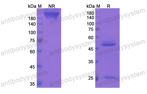 阿泊珠單抗,Research Grade Apolizumab  (DHB96801)