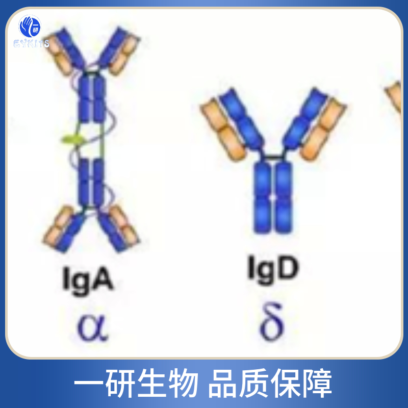 双向染色体细胞分裂蛋白1抗体,Anti-BOD1
