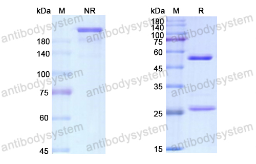 阿托木單抗,Research Grade Atorolimumab  (DHF92101)