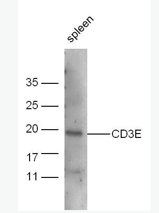 CD3E CD3E抗体,CD3E