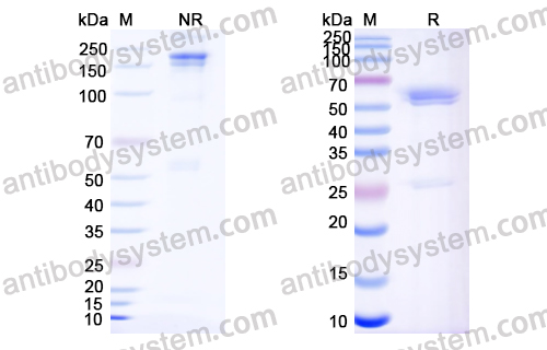 澤尼達(dá)妥單抗,Research Grade Zanidatamab  (DHC09607)