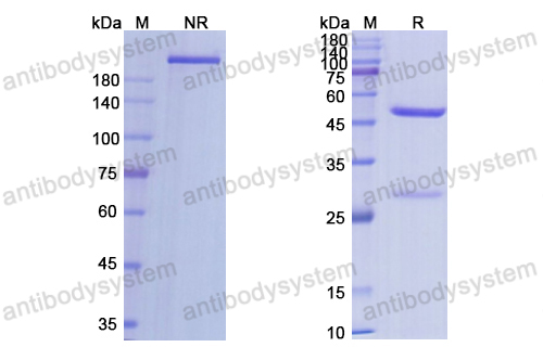 艾克利單抗,Research Grade Axatilimab  (DHC25203)