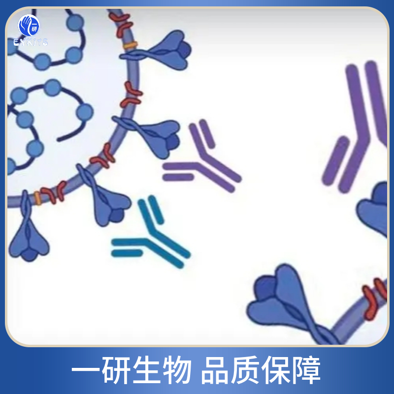 COMM结构域蛋白4抗体,Anti-COMMD4