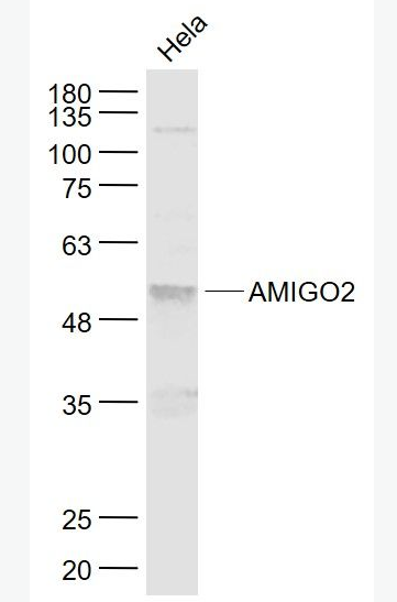 AMIGO2 粘附分子IgG样结构域蛋白2抗体,AMIGO2