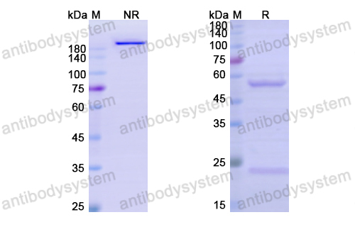 Research Grade Giloralimab  (DHD68904)