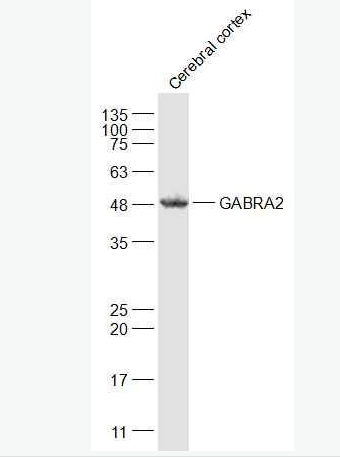 GABRA2 G氨基丁酸A型受体α2/GABAA Rα2抗体,GABRA2