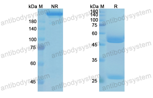 Research Grade Tesnatilimab  (DHD72101)