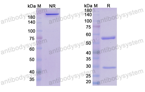 Research Grade Clervonafusp Alfa  (DHC80002)