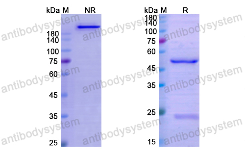 Research Grade Alsevalimab  (DHJ14801)