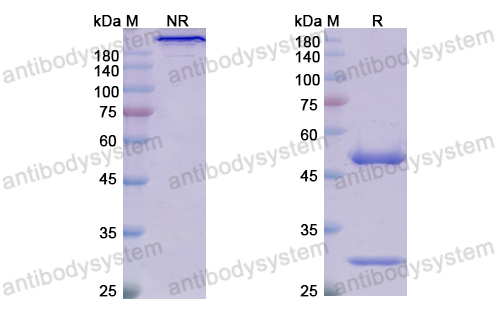 Research Grade Dafsolimab  (DHC27707)