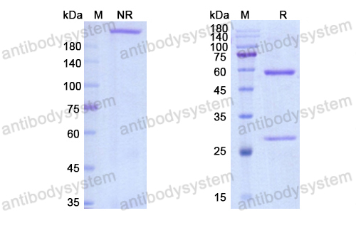 Research Grade Domvanalimab  (DHH72404)