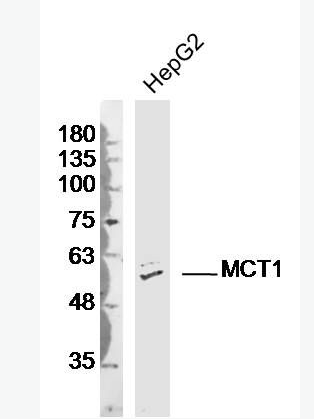 MCT1 单羧酸转运蛋白-1抗体,MCT1