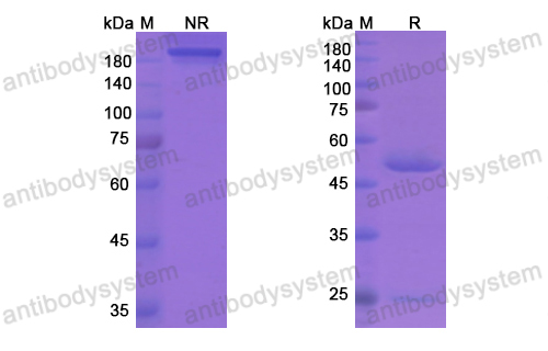 Research Grade Letaplimab  (DHG17604)