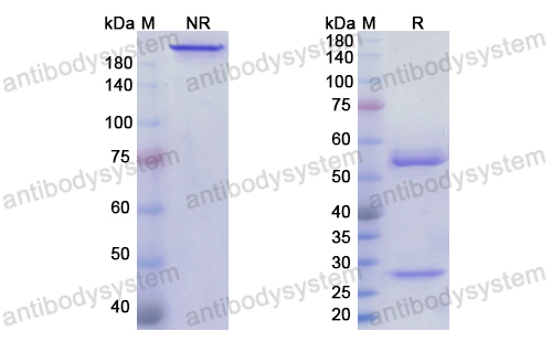 Research Grade Tirnovetmab  (DQJ05001)