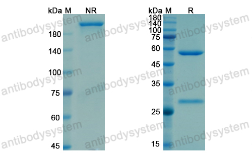 Research Grade Zansecimab  (DHA42304)