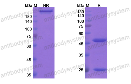 坎妥珠單抗,Research Grade Cantuzumab  (DHD14203)