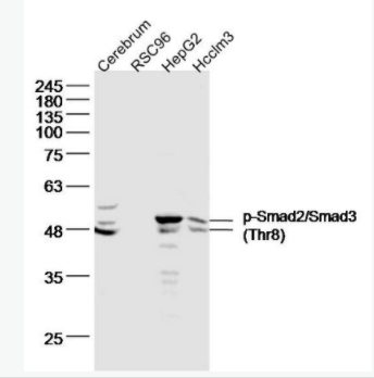 phospho-Smad2/Smad3 (Thr8) 磷酸化细胞信号转导分子SMAD2/SMAD3抗体,phospho-Smad2/Smad3 (Thr8)