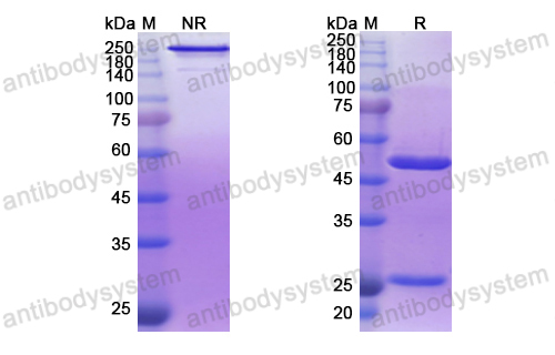 地洛妥單抗/地洛昔單抗,Research Grade Derlotuximab  (DHK10901)