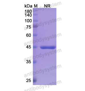 格侖西單抗,Research Grade Glenzocimab  (DHJ60601)