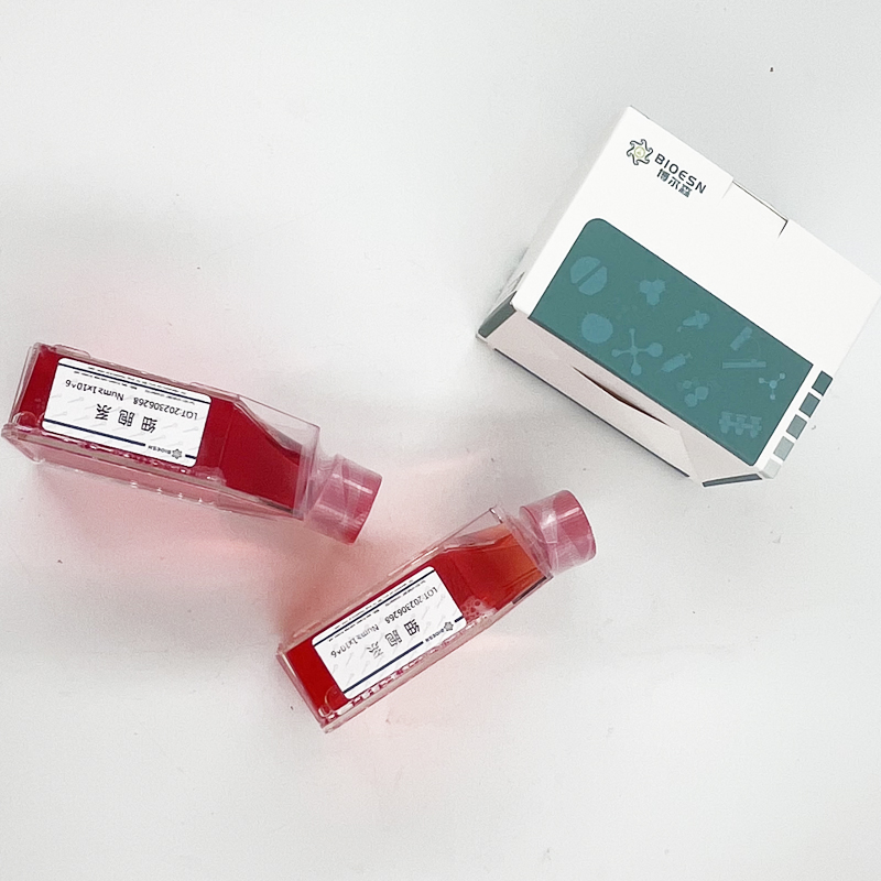 SV-HUC-1（人输尿管上皮永生化细胞）,Human SV-HUC-1