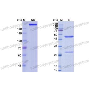 Research Grade Demupitamab  (DHB86909)