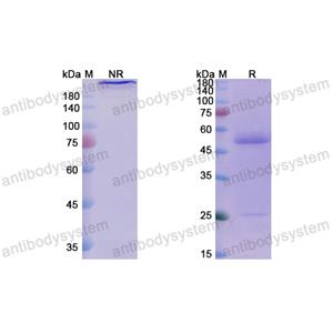 Research Grade Pelgifatamab  (DHG01306)